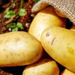 potatoes, vegetable, food, harvest, potato sack, root vegetable, edible, produce, organic, natural, potatoes, potatoes, potatoes, potatoes, potatoes, vegetable