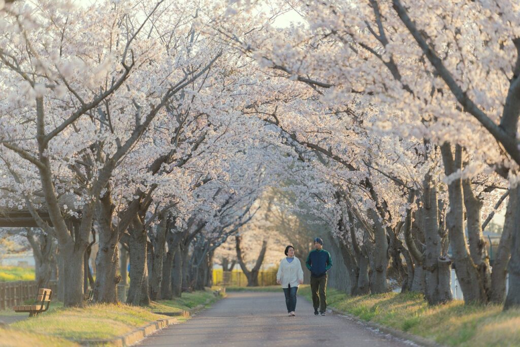 couple, walking, sakura trees, lane, path, walk, stroll, japan, ibaraki, sakura, cherry blossoms, cherry blossom trees, japan, sakura, cherry blossoms